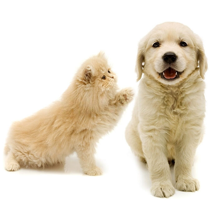 Artrite e prevenzione nei cani e nei gatti