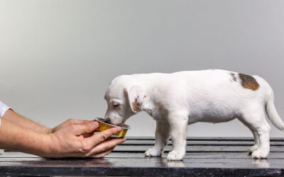 Mangimi complementari per il tuo cane: che ruolo hanno