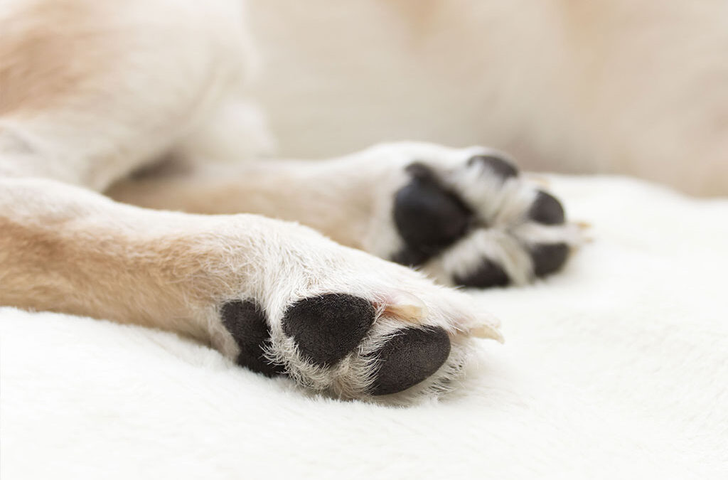 Osteoartrite cane e gatto: cos’è e come si gestisce