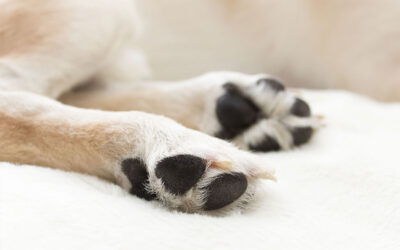 Osteoartrite cane e gatto: cos’è e come si gestisce